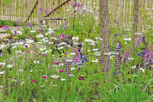 Bienenfreundliche Mischwiese