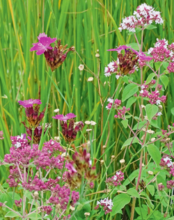 Karthäuser-Nelke und Oregano Karthäuser-Nelke und Oregano
