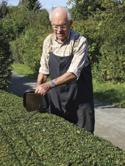 Pflegeschnitt an einer Formhecke