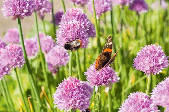 Schnittlauch im Garten