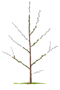 Erziehung zum Buschbaum