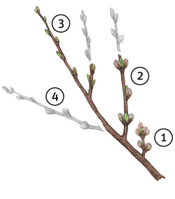 Baumtriebe an Pfirsich und Nektarine
