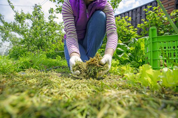 Kein Rindenmulch zwischen Pflanzen