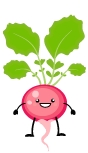 Radieschen