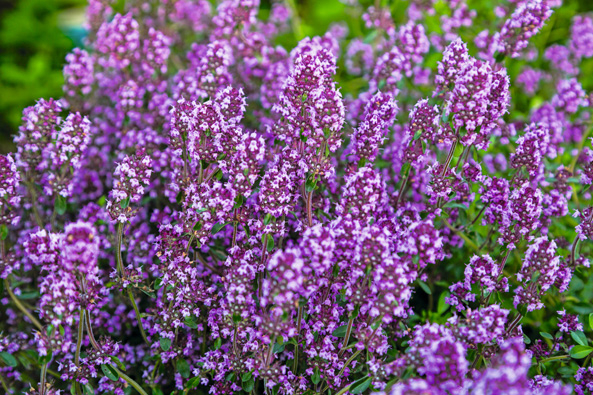 Thymianarten für den Garten