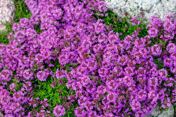 Sand-Thymian
