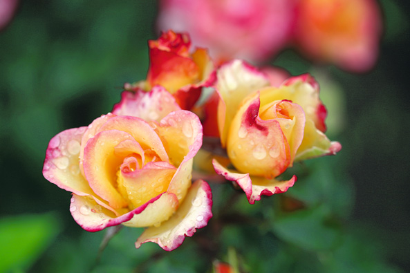 Hitzebeständigen Rosensorten