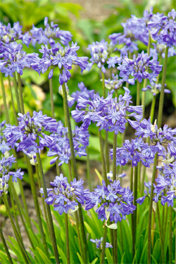 Schmucklilien