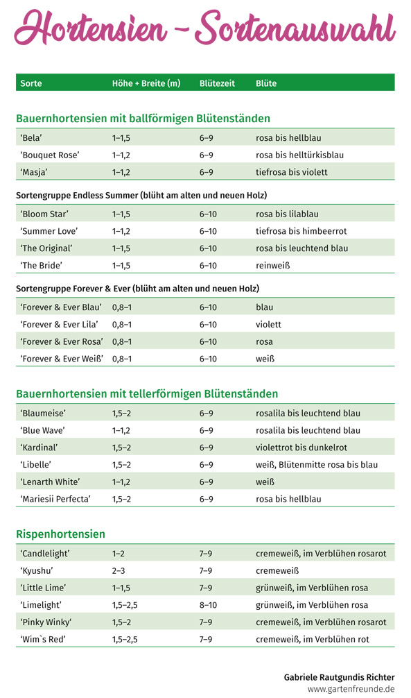 Hortensien-Sortenauswahl