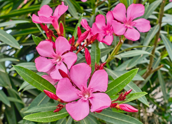 Oleander