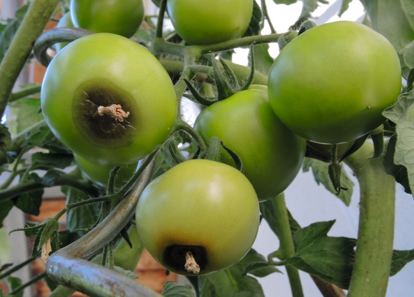 Kalziummangel bei Tomaten