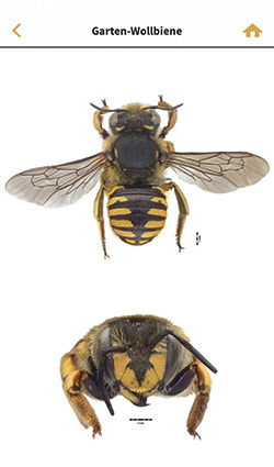 Wildbienen per App bestimmen