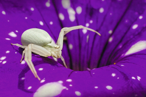 Veränderliche Krabbenspinne