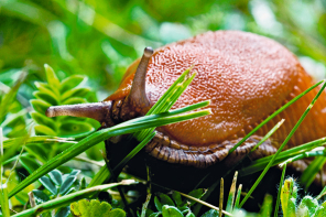 Rote Wegschnecke