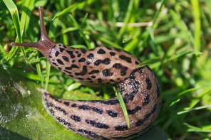 Tigerschnegel