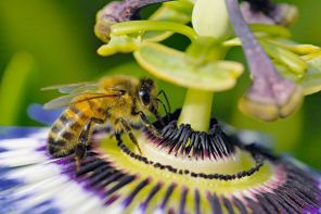 So werden Passionsblumen bestäubt