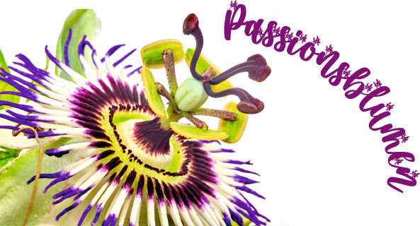 Passionsblumen kultivieren