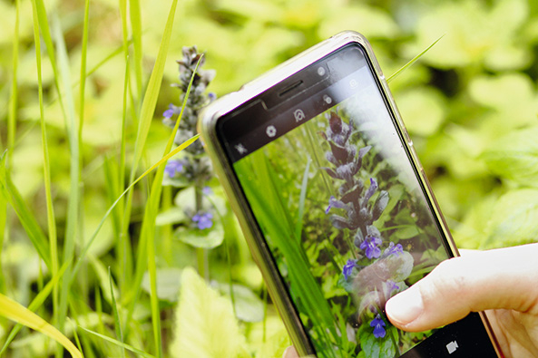 Unbekannte Arten mit einem App bestimmen