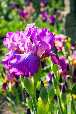 Bart-Iris teilen