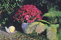 Chrysanthemen