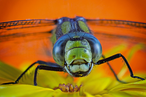 Libellen am Gartenteich