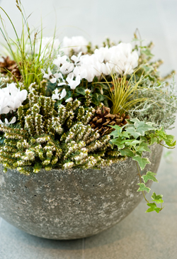 Winterheide, Segge, Efeu und Herbstalpenveilchen