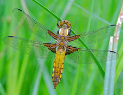 Plattbauchlibelle Weibchen