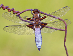 Plattbauchlibelle Männchen