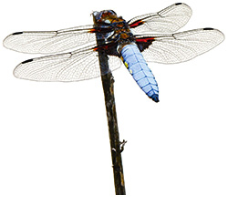 Libelle