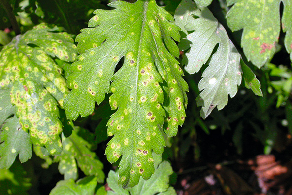 Weißer Chrysanthemenrost