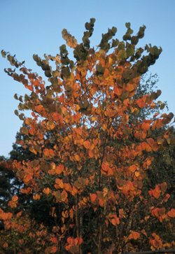 Lebkuchenbaum (Cercidiphyllum japonicum)