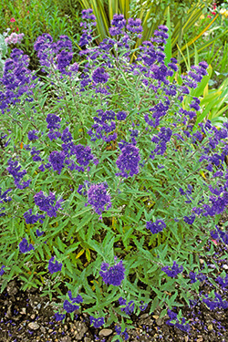 Bartblume