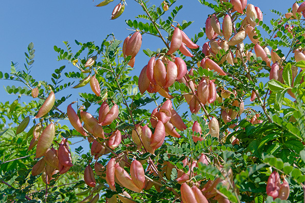 Blasenstrauch