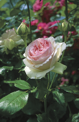 ‘Eden Rose’