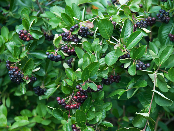 Wildobst - Apfelbeeren