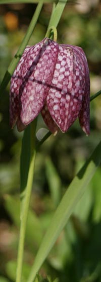 Schachbrettblume