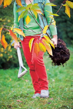 Obstbaum pflanzen – aber richtig!