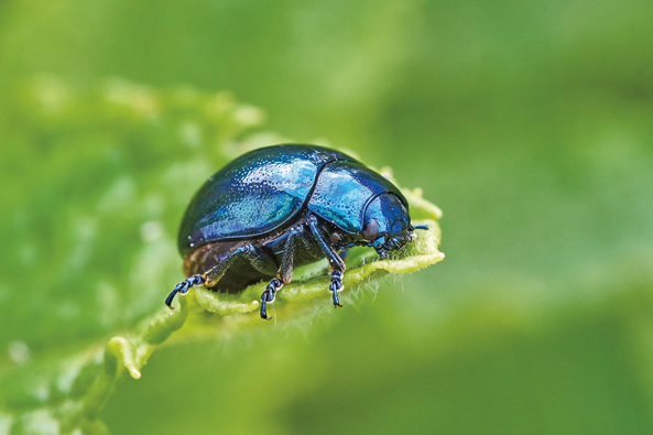 Himmelblauer Blattkäfer