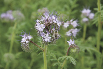 Phazelia