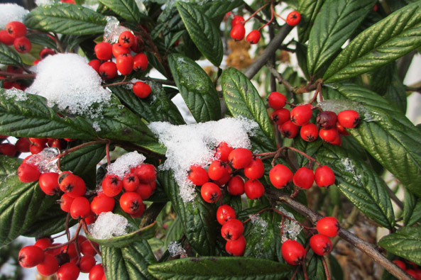 Felsenmispel (Cotoneaster salicifolius)