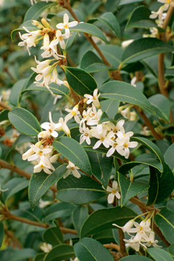 Duftblüte