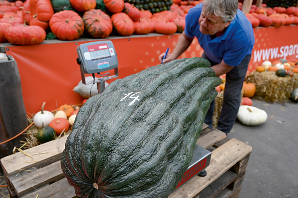 Rekord-Zucchini