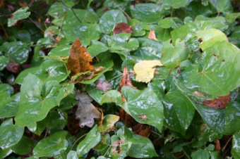 Epimedium