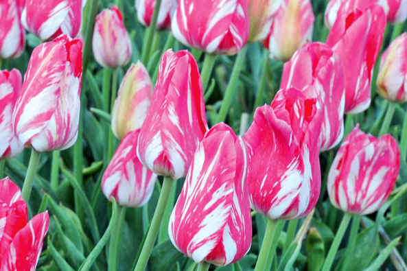 Älteste Tulpensorte