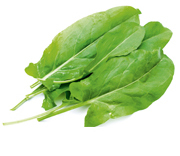 Sauerampferblätter