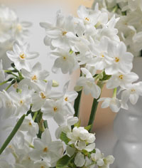 Narzissus 'Paperwhite'