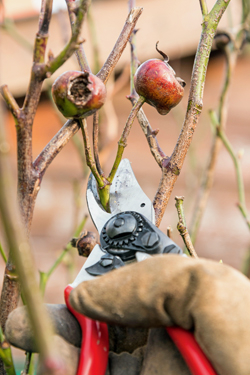 Ausputzarbeiten an Rosen
