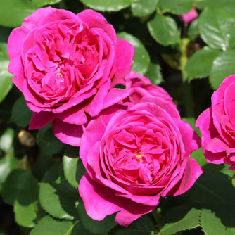 Beetrose ‘Für Elise’