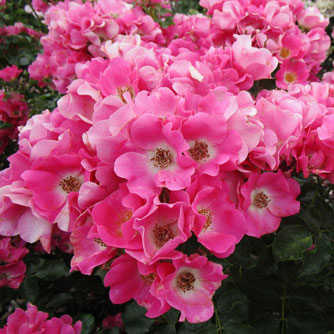 Kleinstrauchrose ‘FRIENDLY Purple’