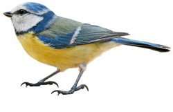 Blaumeise